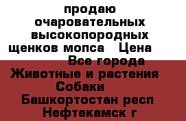 продаю очаровательных высокопородных щенков мопса › Цена ­ 20 000 - Все города Животные и растения » Собаки   . Башкортостан респ.,Нефтекамск г.